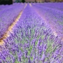 lavender-flowers-1595487-1200.jpg